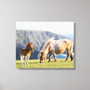 Mare with Foal, Shetland islands, Scotland Canvas Print