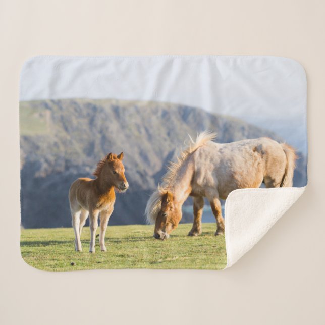 Mare with Foal, Shetland islands, Scotland Sherpa Blanket (Front (Horizontal))