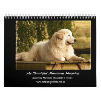 Maremma Sheepdog Calendar