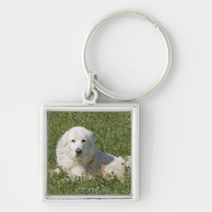 Maremma sheepdog in pasture acts as a livestock key ring