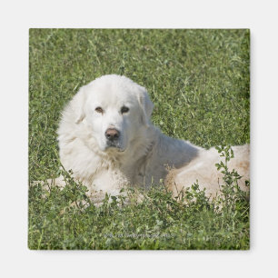 Maremma sheepdog in pasture acts as a livestock magnet