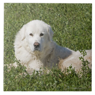 Maremma sheepdog in pasture acts as a livestock tile
