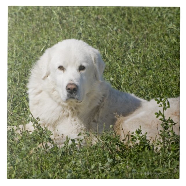 Maremma sheepdog in pasture acts as a livestock tile (Front)