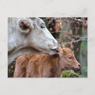 Maremmana Cow Licking Calf Postcard