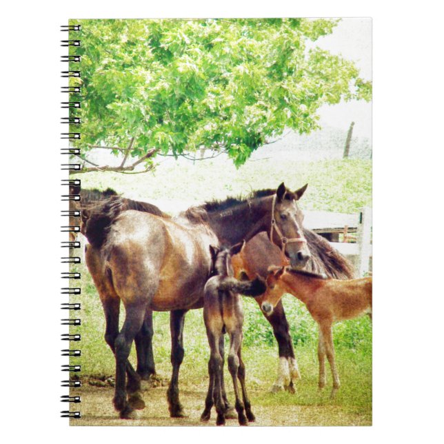 Mares and Foals Spiral Notebook (Front)