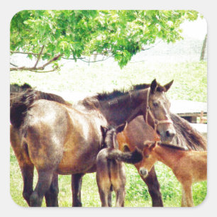 Mares and Foals Square Sticker
