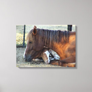 Mare's Love Canvas Print