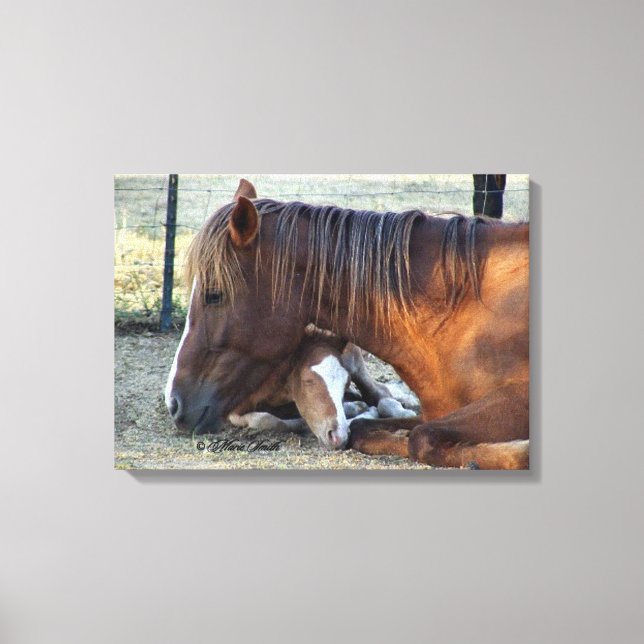 Mare's Love Canvas Print (Front)