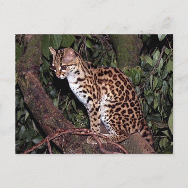 Margay (Felis wiedi) in tree Postcard (Front)