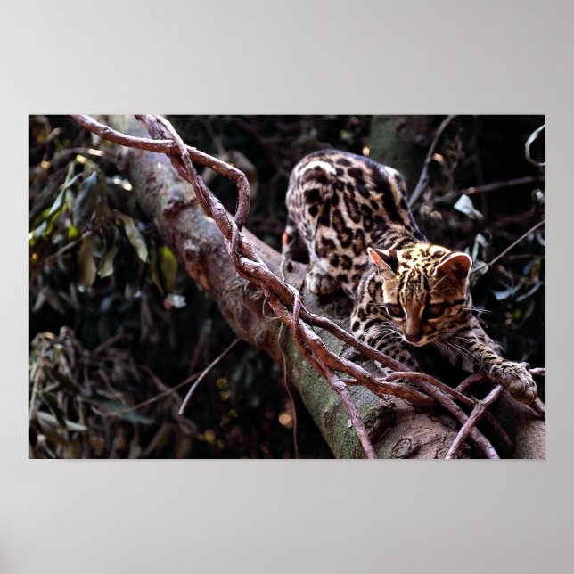 Margay (Felis wiedi) in tree Poster (Front)