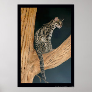Margay (Leopardus weidii) Poster