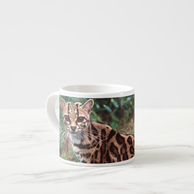 Margay, Leopardus wiedi, Native to Mexico into Espresso Cup (Front Left)