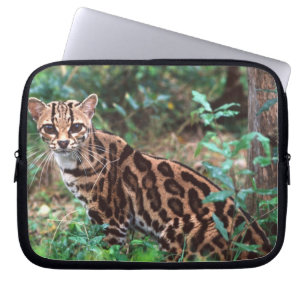Margay, Leopardus wiedi, Native to Mexico into Laptop Sleeve