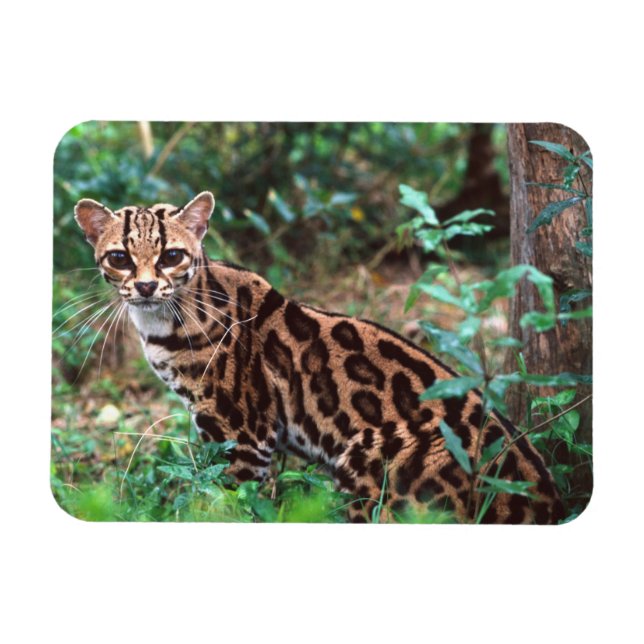 Margay, Leopardus wiedi, Native to Mexico into Magnet (Horizontal)
