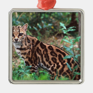 Margay, Leopardus wiedi, Native to Mexico into Metal Tree Decoration