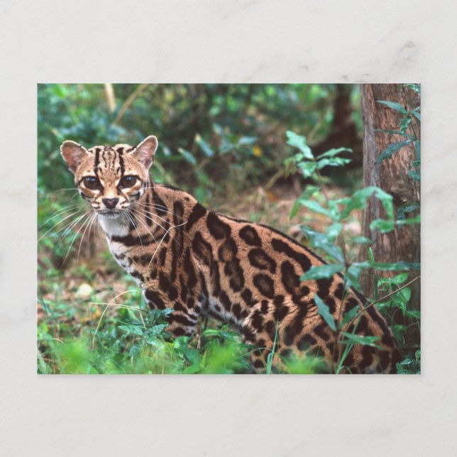 Margay, Leopardus wiedi, Native to Mexico into Postcard (Front)