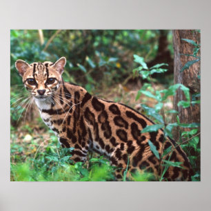 Margay, Leopardus wiedi, Native to Mexico into Poster