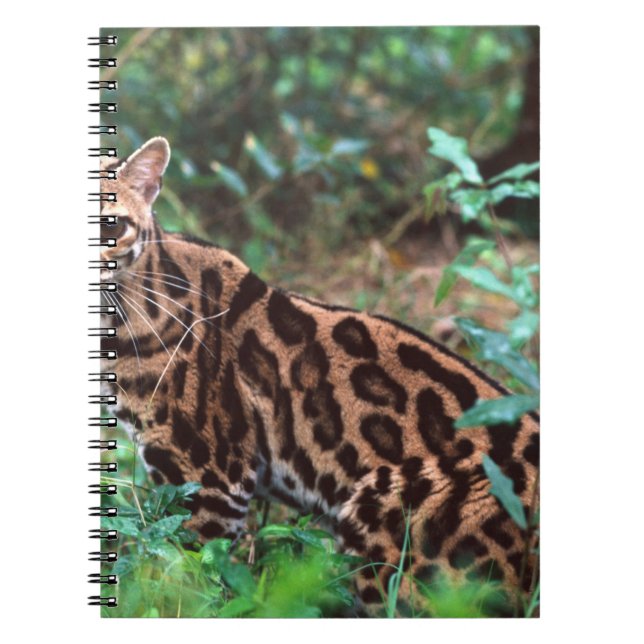 Margay, Leopardus wiedi, Native to Mexico into Spiral Notebook (Front)