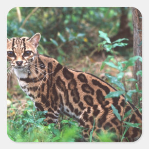Margay, Leopardus wiedi, Native to Mexico into Square Sticker