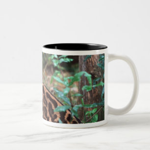 Margay, Leopardus wiedi, Native to Mexico into Two-Tone Coffee Mug