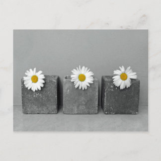 Margeriten Postcard