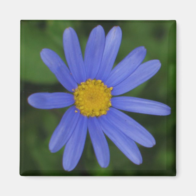 Margherite Blue Daisy Magnet (Front)