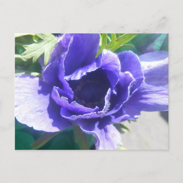 Marguerite Postcard (Front)