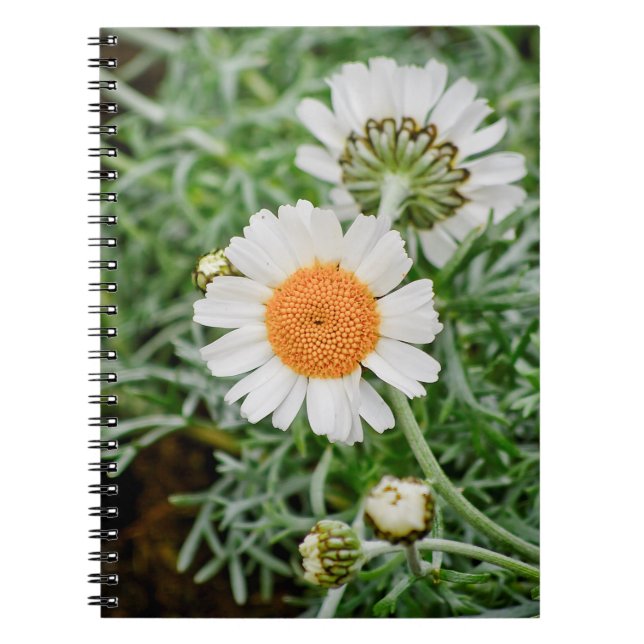 Marguerite Spiral Notebook (Front)