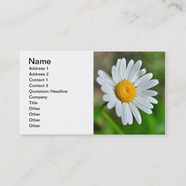 Marguerite-wild-flower426 WILDFLOWERS DAISY  SPRIN Business Card (Front)