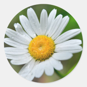Marguerite-wild-flower426 WILDFLOWERS DAISY SPRIN Classic Round Sticker