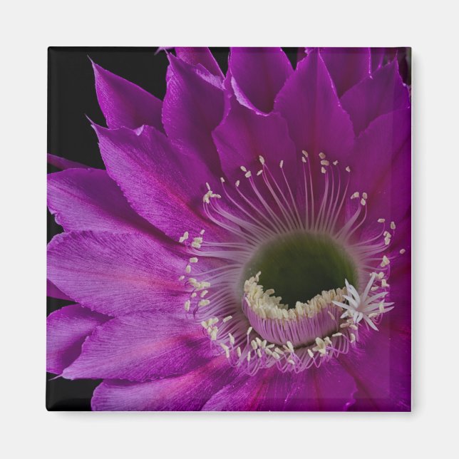 Maria Piazza blooms Magnet (Front)