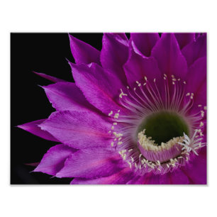 Maria Piazza in bloom Photo Print