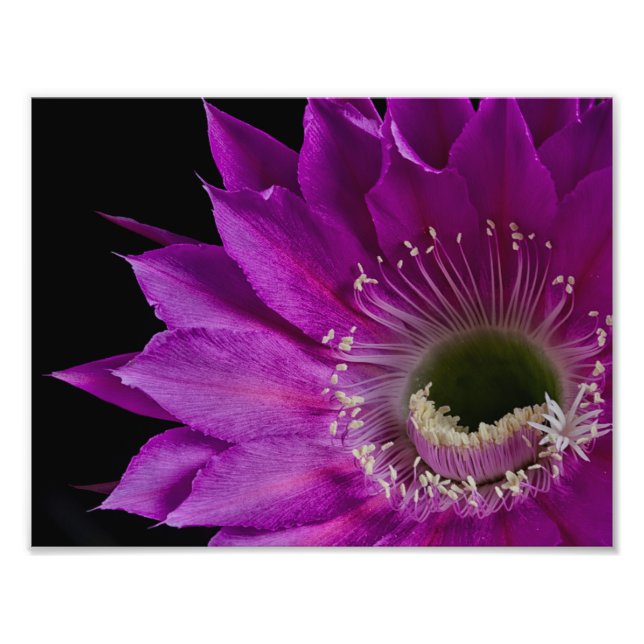 Maria Piazza in bloom Photo Print (Front)