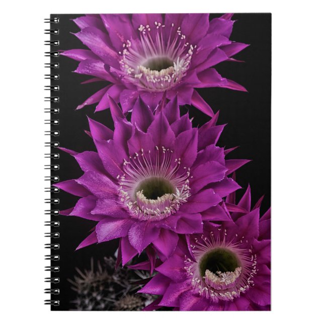 Maria Piazza to the third Spiral Notebook (Front)
