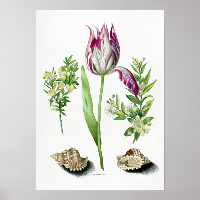Maria Sibylla Merian Tulip, Two Branches of Myrtle Poster (Front)