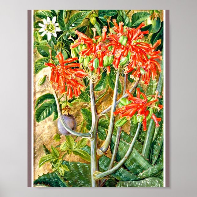 Marianne North - Aloe and Passion Flower  Poster (Front)
