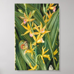 Marianne North - An Orchid and Butterflies Poster