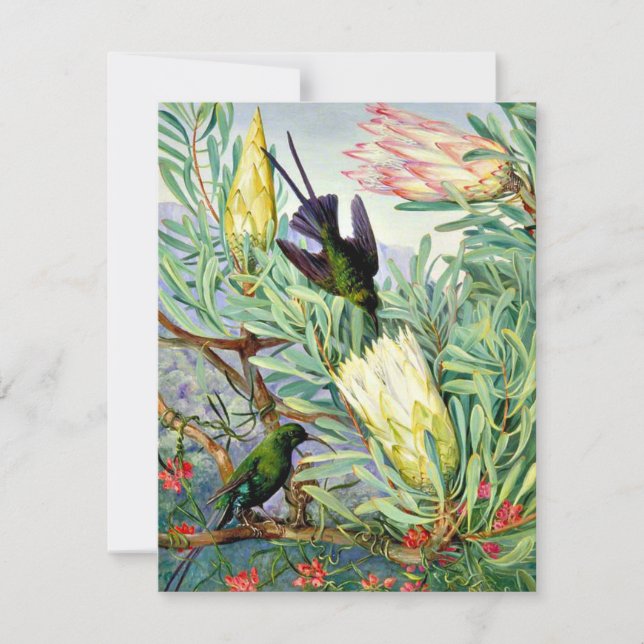 Marianne North - Honeyflowers and Honeysuckers Card (Front)