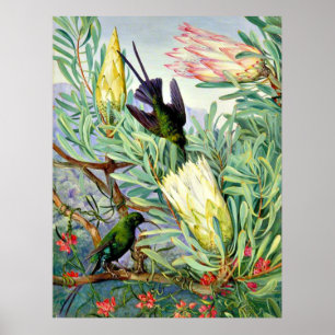 Marianne North - Honeyflowers and Honeysuckers Poster