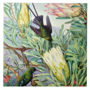 Marianne North, Honeyflowers and Honeysuckers, Tile