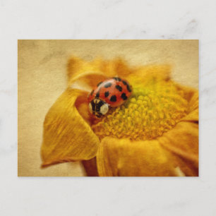 Marienkäfer auf gelber Blüte Postcard