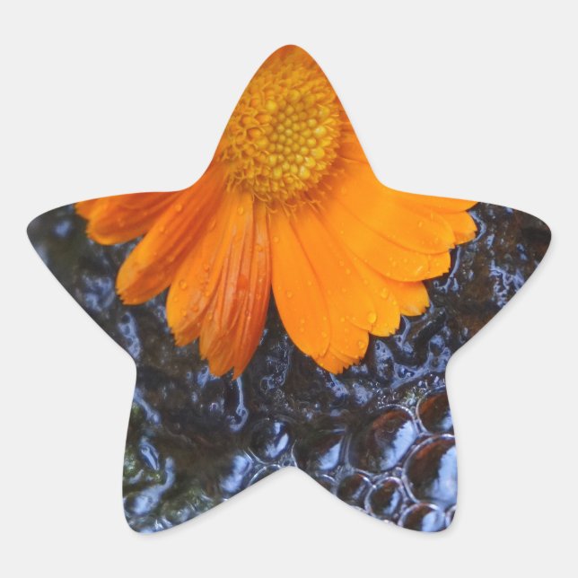 Marigold and Bubbles Photograph Star Sticker (Front)