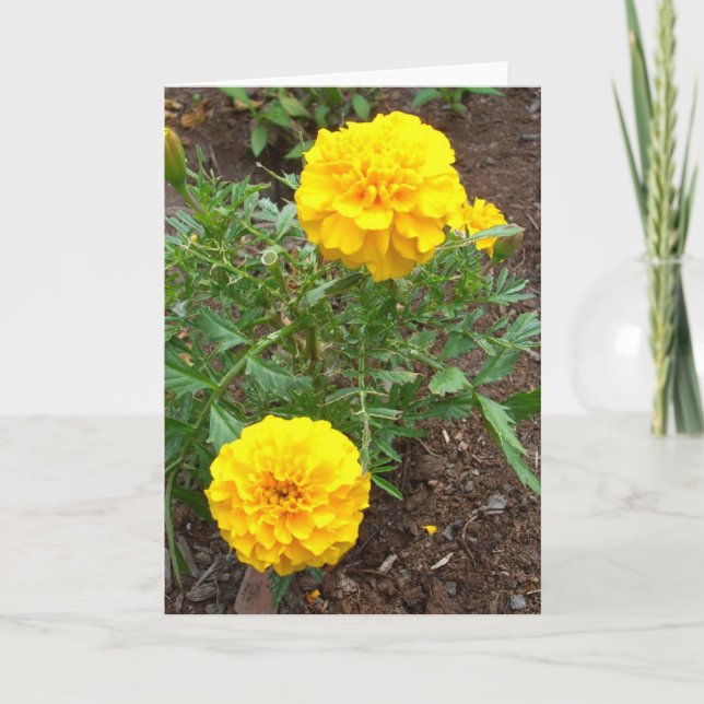 Marigold Card (Front)
