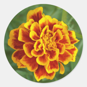 marigold classic round sticker