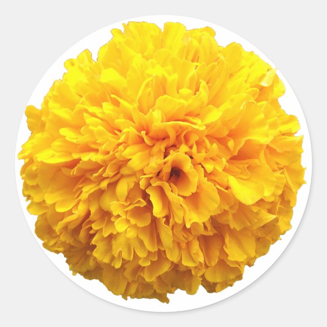 Marigold Classic Round Sticker (Front)