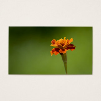 Marigold Flower Closeup