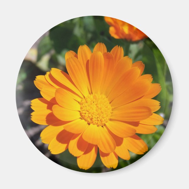 marigold flower magnet (Front)