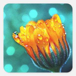 Marigold Flower on Teal Square Sticker
