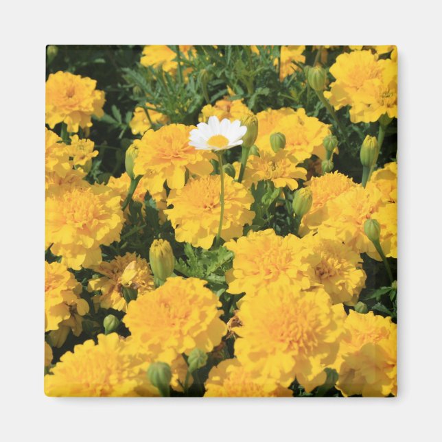 Marigold Flowers and a Daisy Flower Magnet (Front)