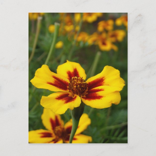 Marigold Flowers Postcard (Front)